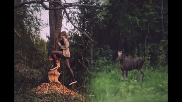 Бобры Всегда Добры Или Дикий ЛОСЬ