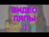 ВИДЕО ЛЯПЫ || Саша Капустина:)
